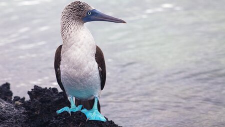 Blue footed booby looking out to sea, Galapagos Islands