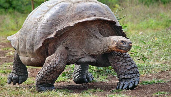Galapagos Tortoise Walk