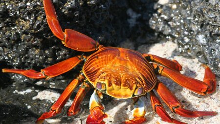 Brightly coloured Sally Lightfoot crab