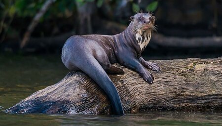 Giant River Otter relaxes on a huge tree root in the Amazon River in Peru