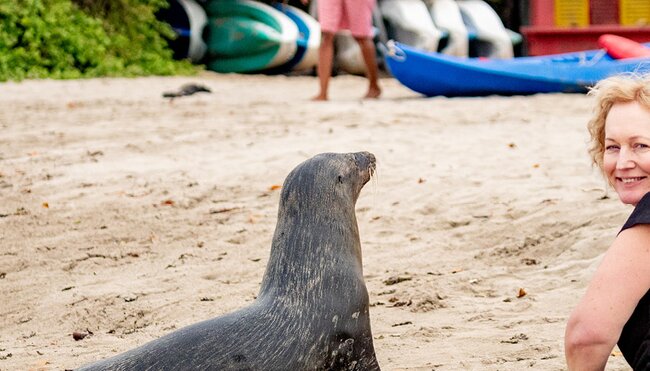 Galapagos seal