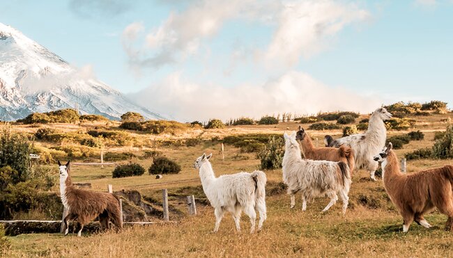 Llamas and alpacas run in a paddock with the Cotopaxi volcano in the background