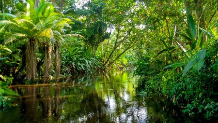 Lush rainforest surrounding the Amazon river