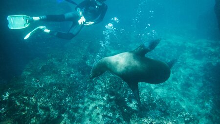 Snorkelling with sea lions, Galapagos Islands