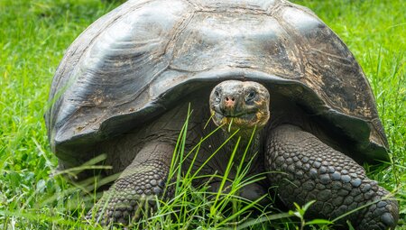 Giant Tortoise on Santa Cruz Island