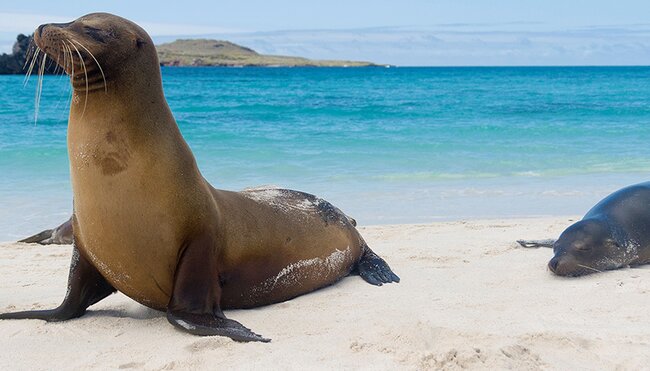 Sea lions on beach, Galapagos Islands