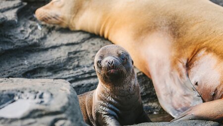 Baby sea lion, Galapagos Islands