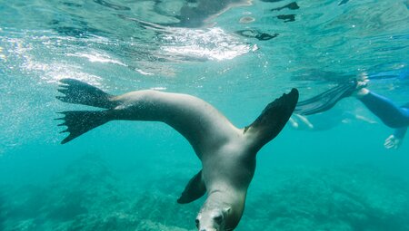 Swimming with fur seals, Galapagos Islands, Ecuador