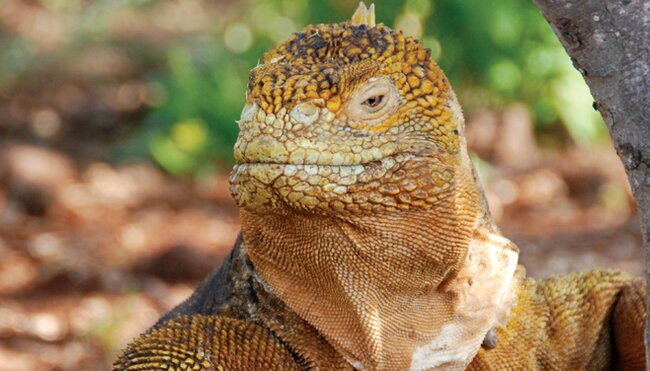 Iguana, Galapagos Island
