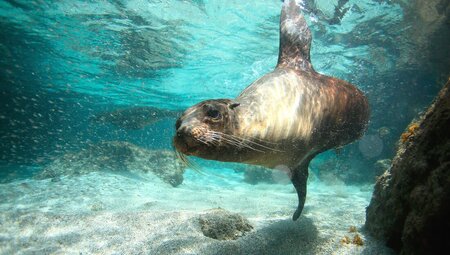 Sea lion swimming in Galapagos waters