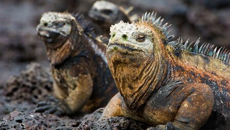 Marine Iguanas, Galapagos Islands