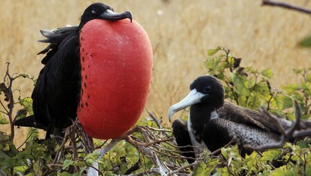 Great frigatebird, Galapagos Islands, Ecuador