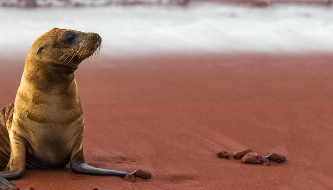 Baby sea lion on rust beach, Isla Rabida, Galapagos Islands