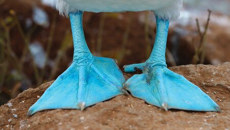 Blue footed booby feet, Galapagos Islands