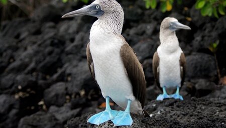 Two blue footed boobies in the Galápagos Islands, Ecuador