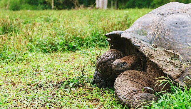 Giant Tortoise, Galapagos Islands
