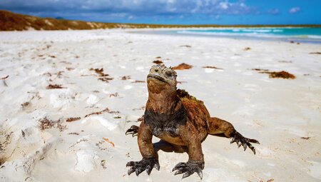 Marine iguana sunbathing on beach, Galapagos Islands