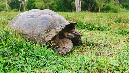 Giant Tortoise, Galapagos Islands
