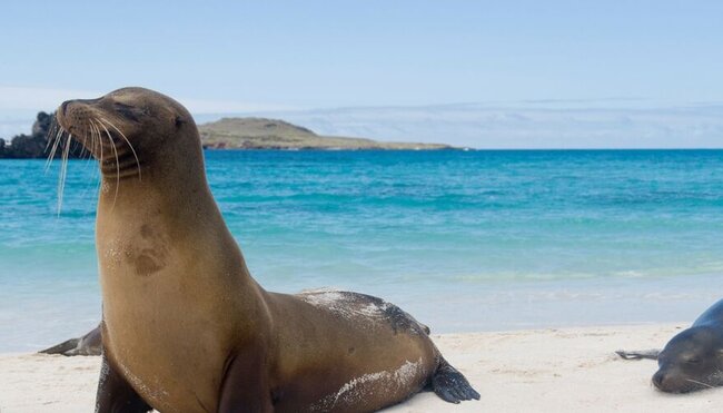 galapagos_content-seal