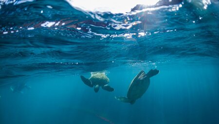 Green sea turtles dive off the coast Isla Isabela