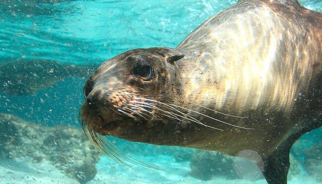 galapagos_sea-lion_ocean-swimming