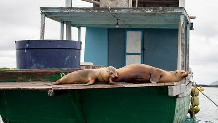 Sea lions relax on a boat off Isla Isabela