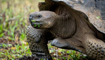 Close up of a Galapagos Giant Tortoise on Isla Santa Cruz