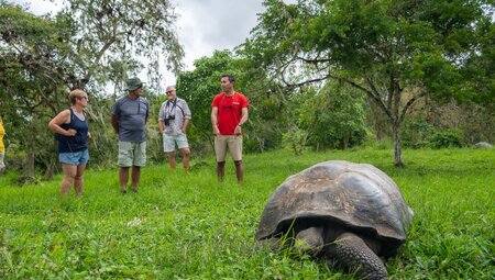 Leader gives a talk to travellers with a giant tortoise eating wild grasses in the foreground in the Santa Cruz Highlands