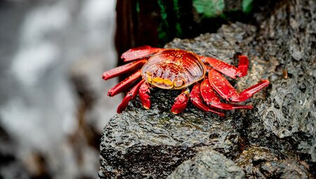 Bright red and orange Sally Lightfoot Crab in the Galapagos