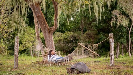 Intrepid traveller relaxes in the Santa Cruz highlands in a hammock with a Giant Tortoise in the foreground