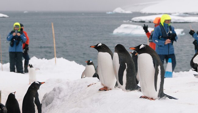 Intrepid Travel Antartica travellers and penguins