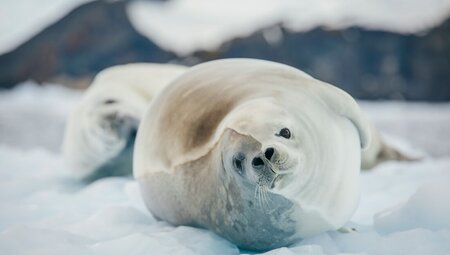 Celebrating New Year's in Antarctica (Ocean Albatros) - 3