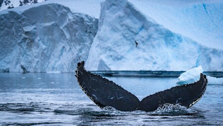 Humpback whale's tail sticking out of the water with Giant petrel in the distance in Antarctica