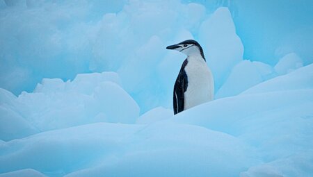 Chinstrap penguin looks directly into camera while perched on an iceberg on the Antarctic Penninsula