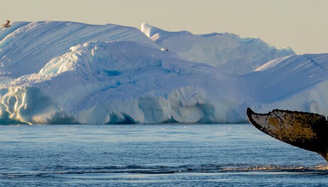 Whale watching in Antarctica