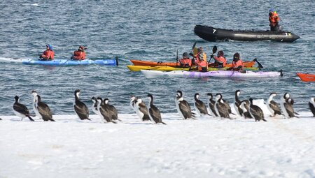 A group of travellers in double kayaks in the background paddle by a group of Imperial cormorants