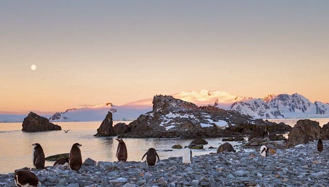 Chinstrap penguins relax on a pebble beach during moonrise and sunset on Antarctic shores