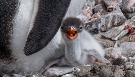 A brave little gentoo penguin chick at Port Lockroy