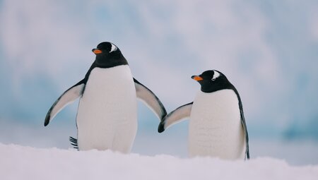 Penguins in the Antarctic