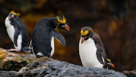 Rockhopper penguins in the Falkland Islands