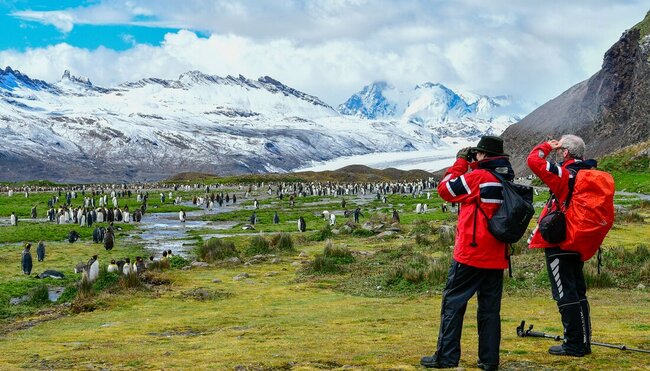 The majesty of Fortuna Bay king penguin colony