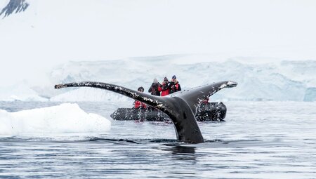 Travellers on a zodiac in backgroound with a whale fluke in foreground