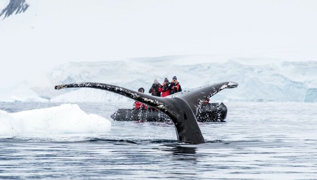 Travellers on a zodiac in backgroound with a whale fluke in foreground
