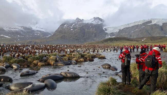 An absolute flood of King Penguins to greet you at Gold Harbour, South Georgia