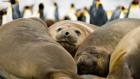 Elepehant seals relax in cuddle puddles on South Georgia shores