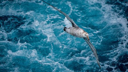 An antarctic petrel flys alongside the ship