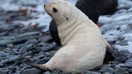 A white fur seal pup in the Antarctic new year