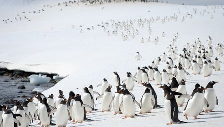 A procession of gentoo penguins on the Cuverville Island