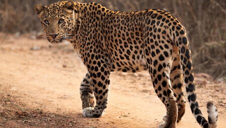 An Indian Leopard on the Jhalana Leopard Safari