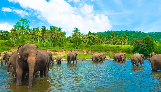 Elephants bathing in Udawalawe National Park, Sri Lanka